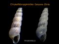 Chrysallida sigmoidea